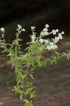 Whorled mountainmint